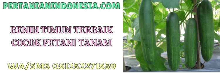 benih,timun,terbaik,benih timun,bibit timun